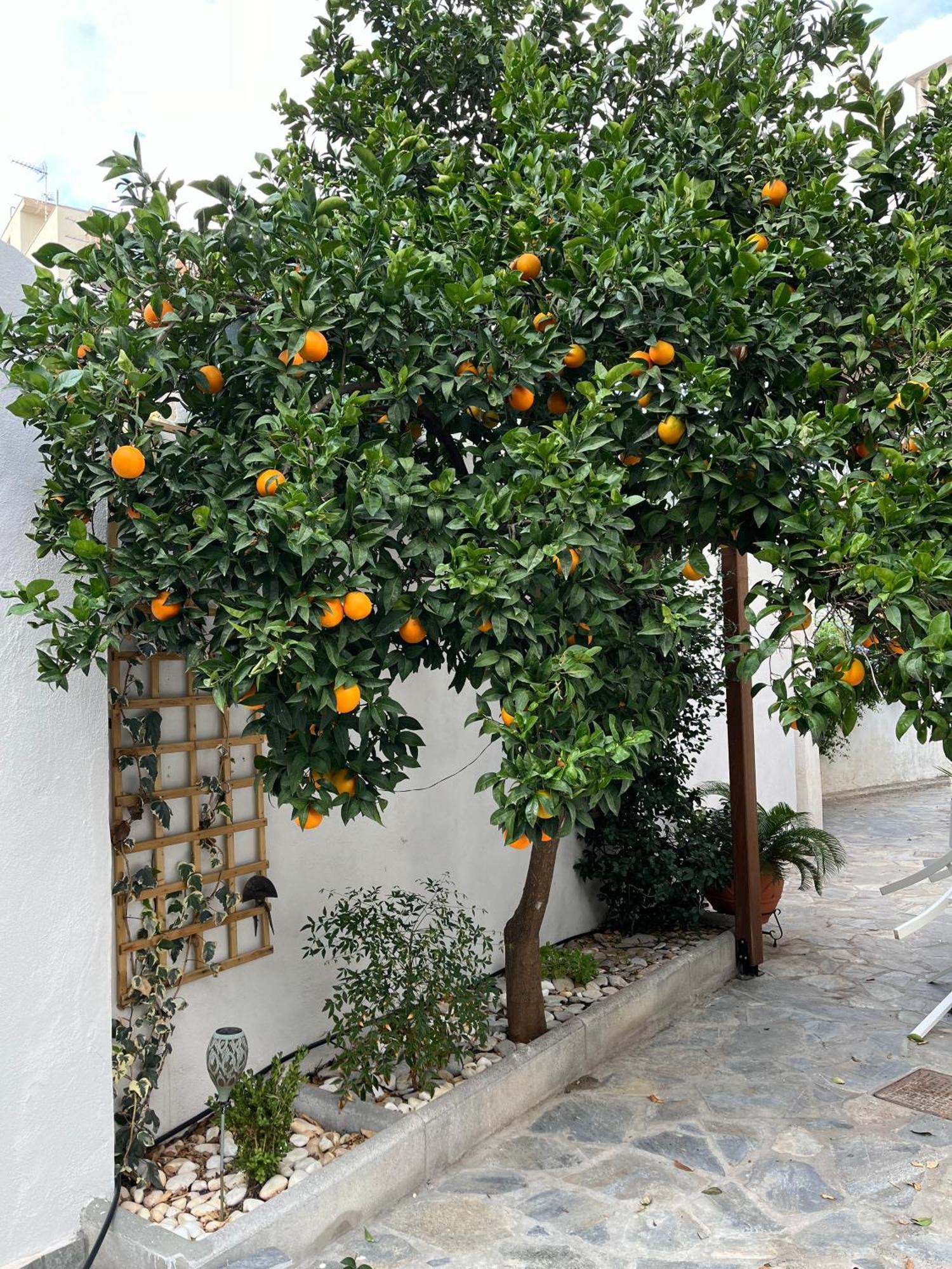 Maria'S Jasmine Διαμέρισμα Βόλος Εξωτερικό φωτογραφία